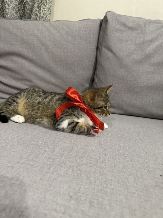 Кошечка девочка