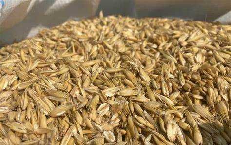 Sprzedam owies tegoroczny