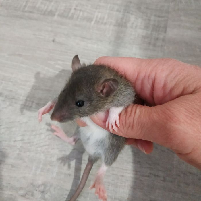 Декоративные крыски разные окрасы Дамбо Рекс крысята криса крысы