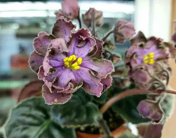 Фіалки сортові -дітки, стартери.
