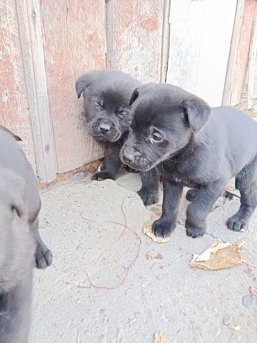 Віддам в хороші руки цуценя метіс лабрадора