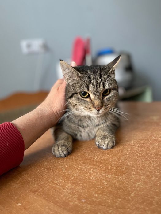 Котята котики отдам котенок мальчик