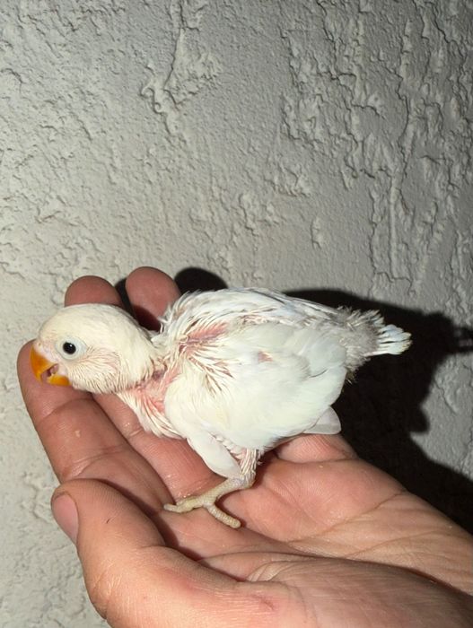 Agapórnis Kakariki Piriquitos domesticados.