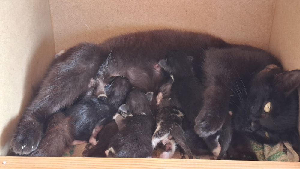 Dá-se gatinhos nascidos em Abril 2026