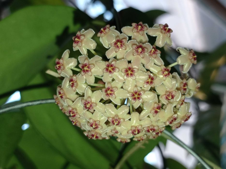 Hoya Hoja MEMORIA X ir26 cięta
