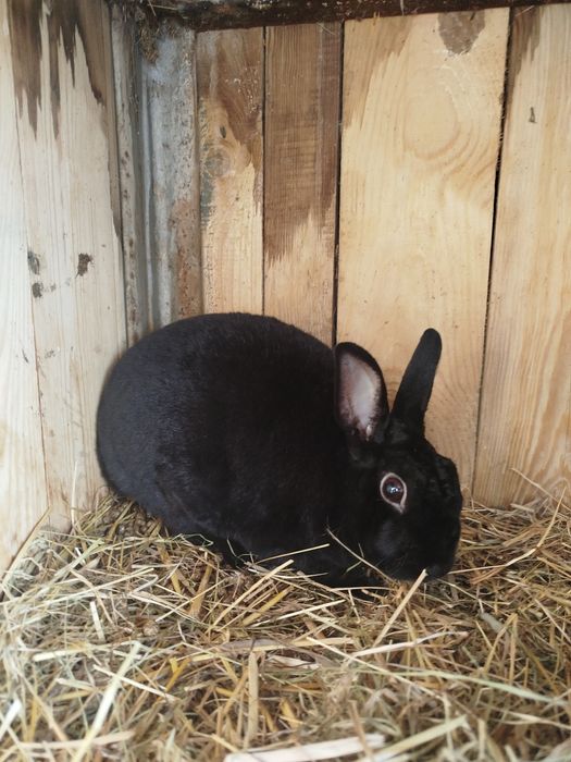Królik rex czarny