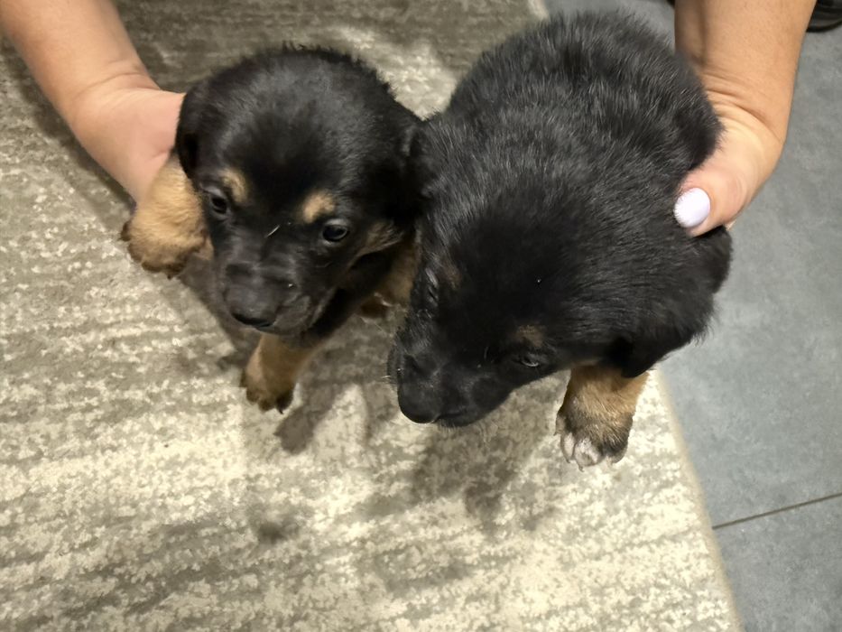 Віддаю цуценят дуже гарні