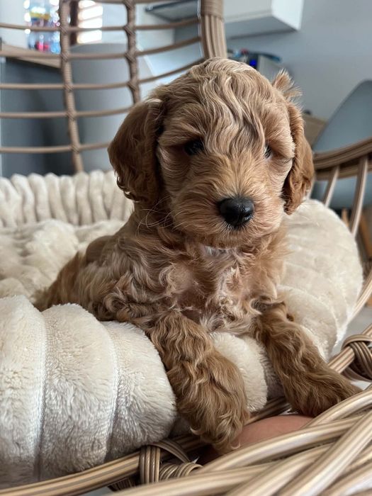 Sprzedam pieska maltipoo