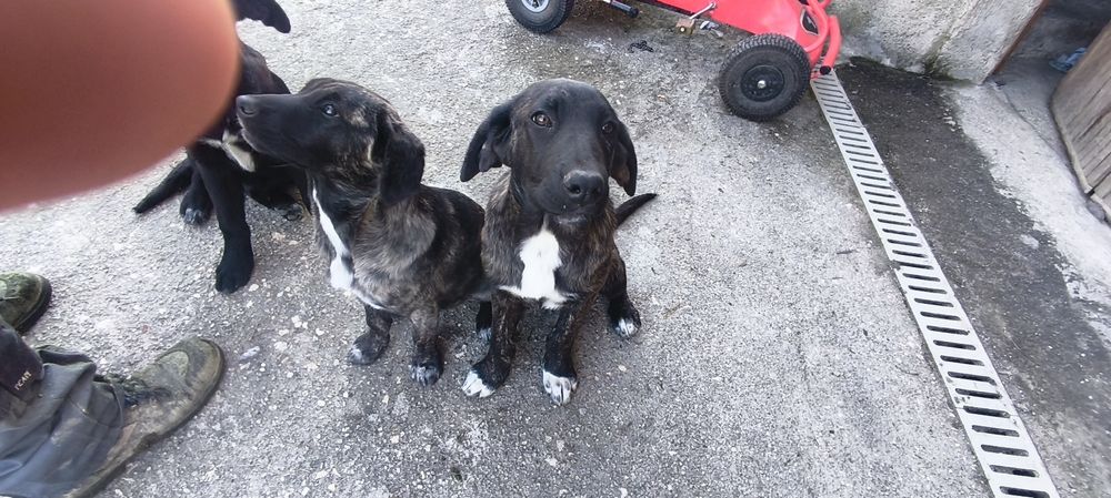 Cachorros para adoção responsável