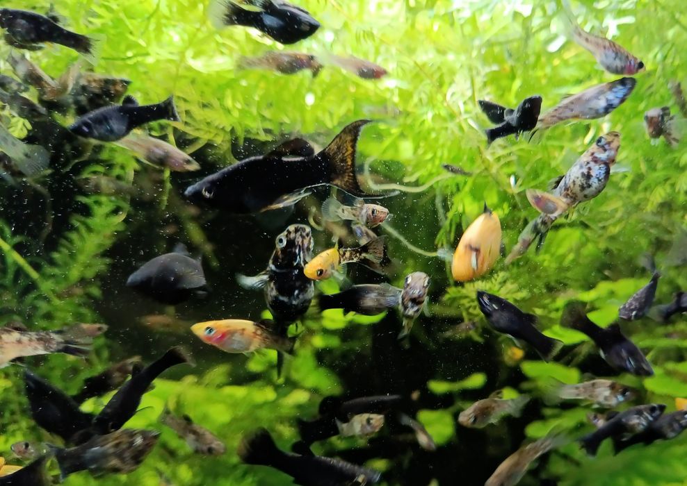 Molinezje młode dalmatynki