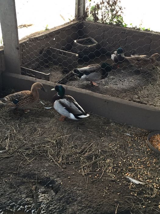 Patos mudos e patos reais