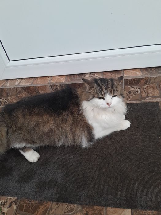 Віддам кошеня у добрі руки