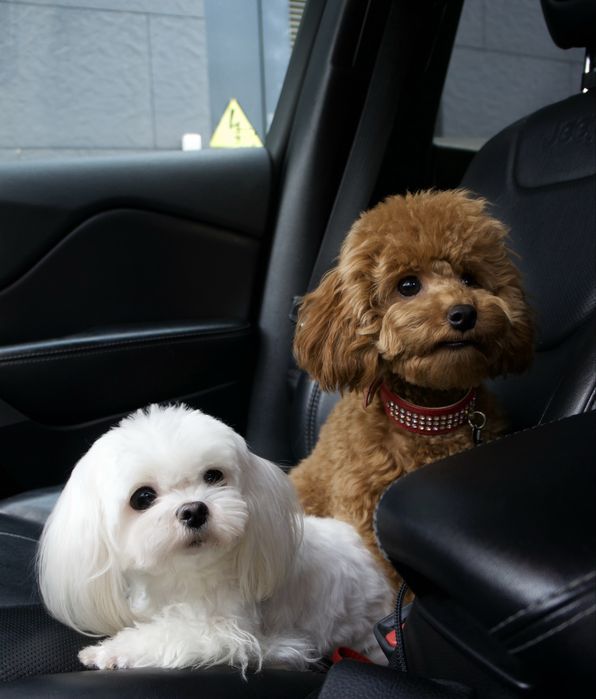 Справжні мальтіпу F1 та F2