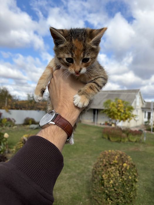 Віддамо котиків в добрі руки