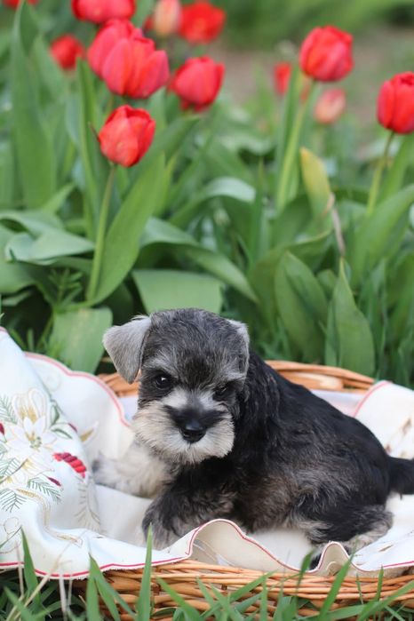 Перцы перцы перцы