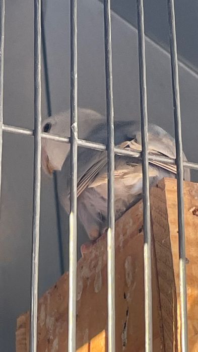 Agapornis roseicollis fêmea sexada