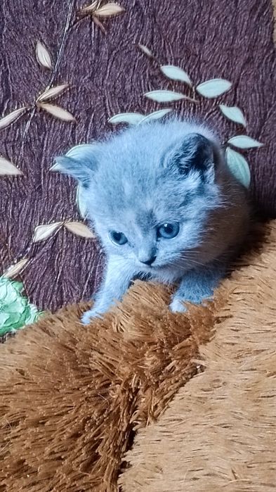 Кошенята шотландські