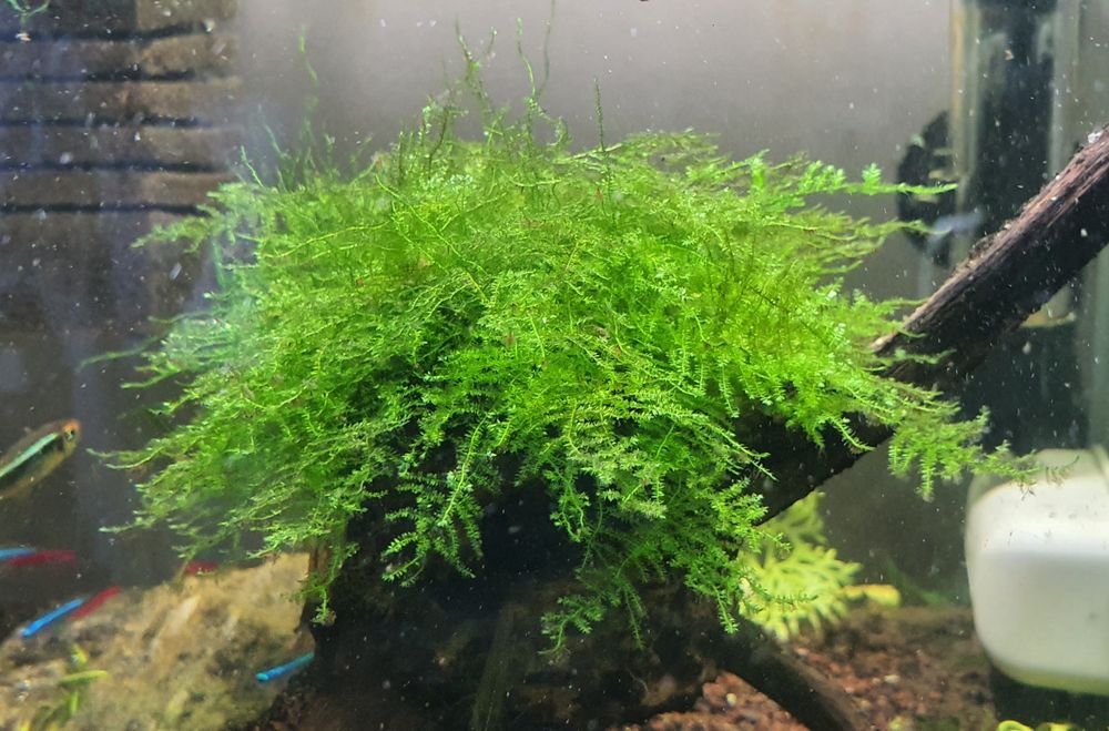 Mech akwariowy pnący porcje wysyłka