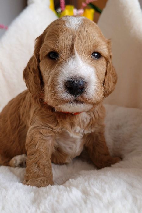 Chłopiec Cockapoo f1 do rezerwacji !