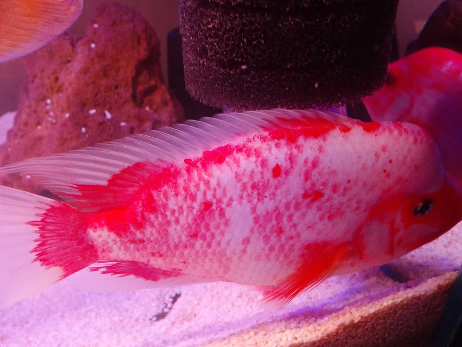 Pielęgnica Labiatus