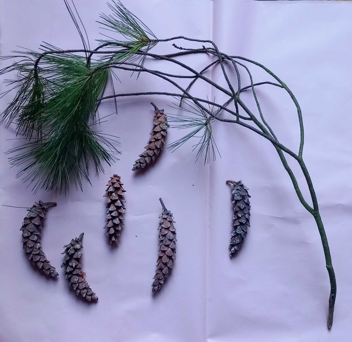 Szyszki różne rodzaje