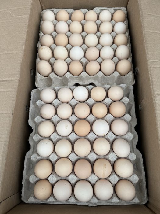 Продам яйцо куриное/перпелиное