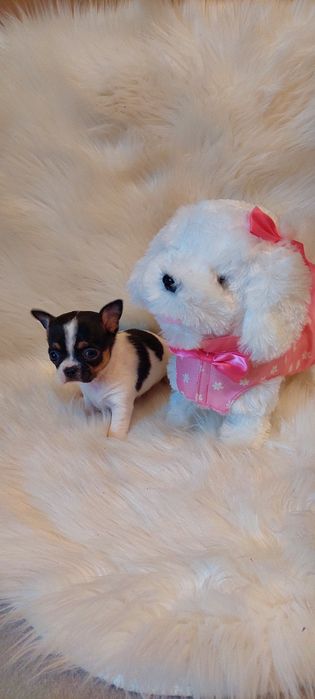 Mini chłopczyk Chihuahua