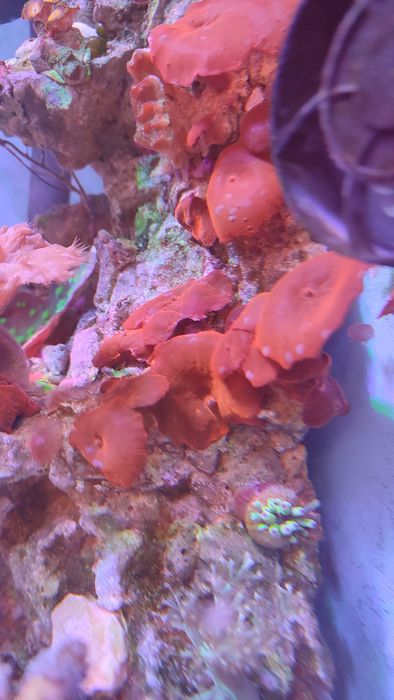 Koral morski - Discosoma czerwona