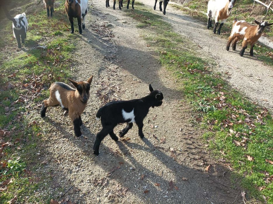 Cabritinho anão lindissimo