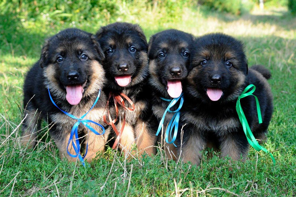 Цуценята німецької вівчарки з чудовим походженням! Кобелі та суки!