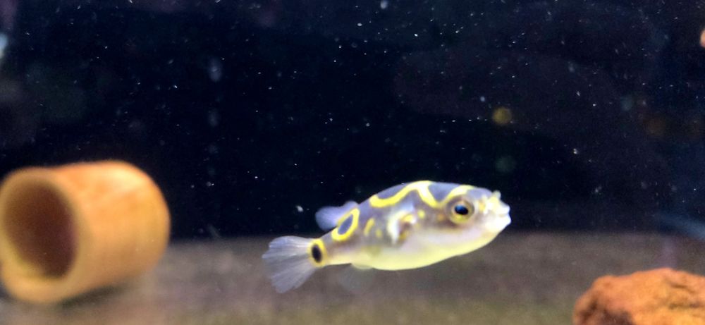 Kolcobrzuch dwuplamy/ Kolcobrzuch z ósemką (Tetraodon biocellatus)