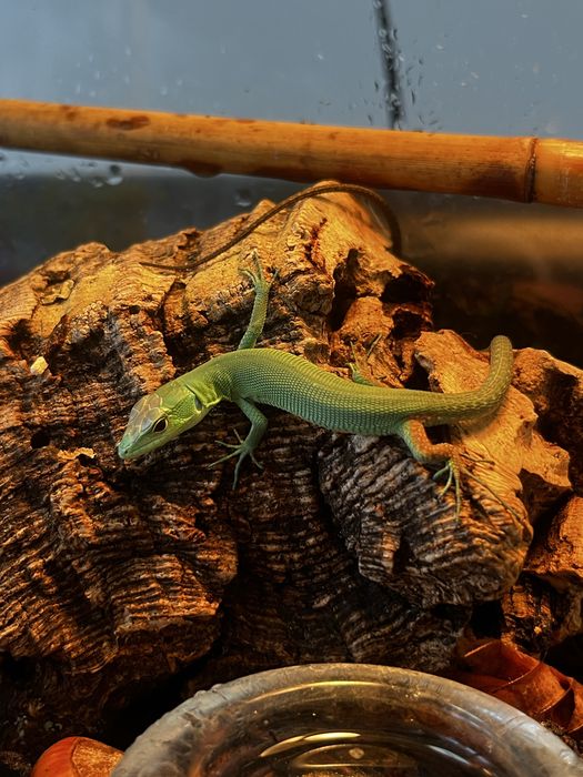 Jaszczurka gastropholis prasina młode samiczki