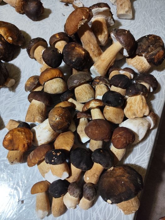 Мариновані гриби