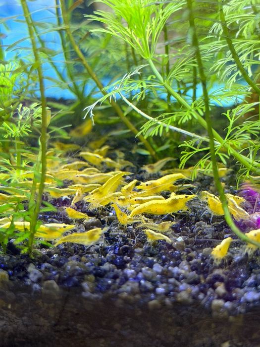Neocaridina Yellow Golden Back