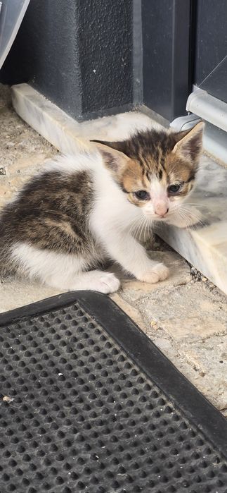 Gatos bebes para adopção