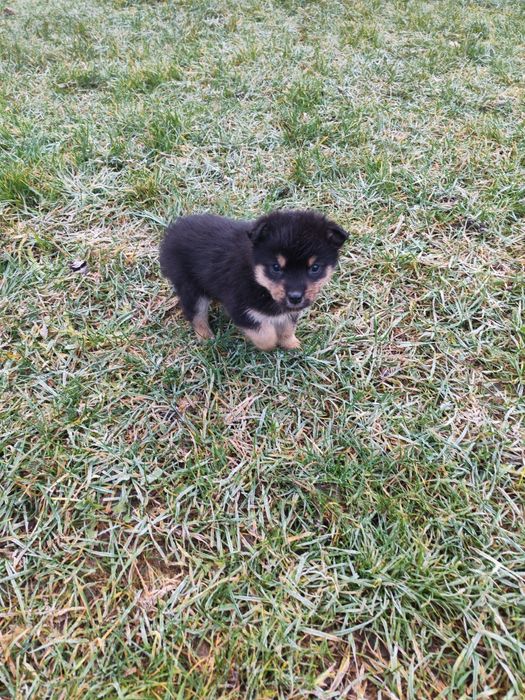 Oddam szczeniaki/pieski/Za darmo