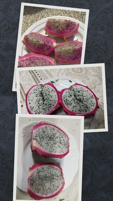 Pitaya popa branca para plantar