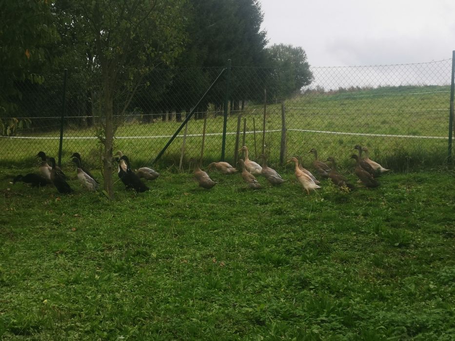 Sprzedam Kaczory biegusy