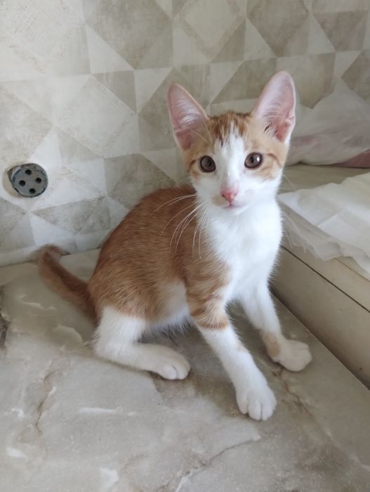 Кошеня для щасливого життя