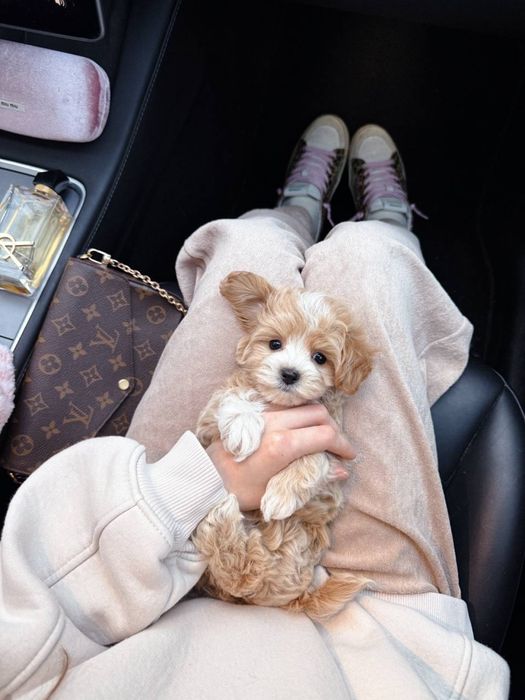 PREMIUM Мальтипу F1 BabyFace