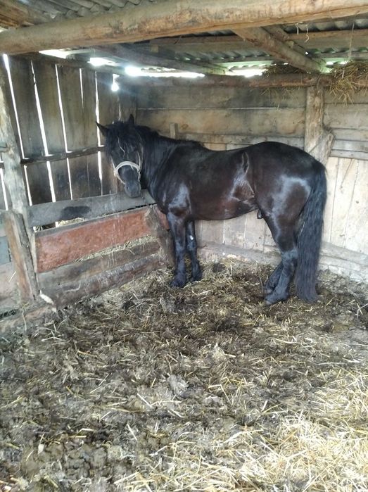 Жеребеця на поровку можливий продаж