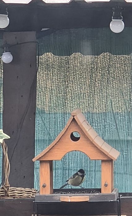 Соняшник  насіння