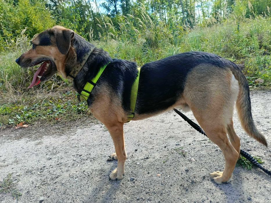 Pies Bruno kochający spacery szuka domu