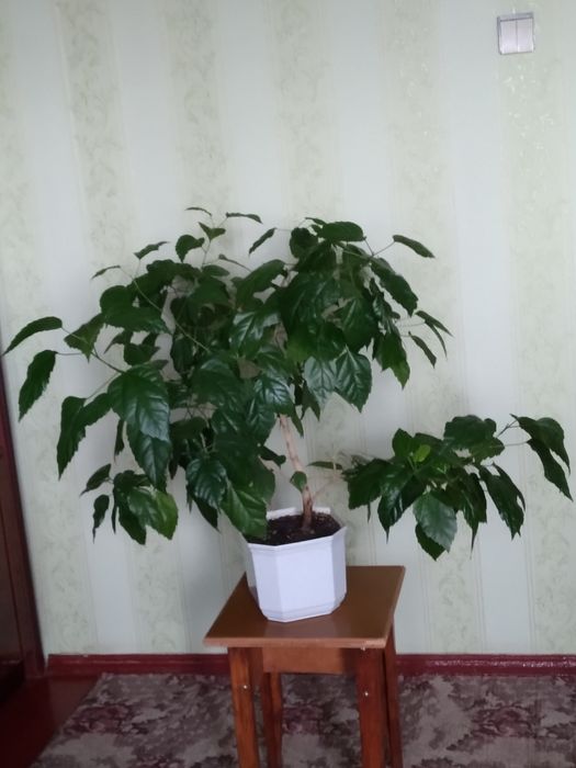 Великий гарний вазон,, китайська роза''.