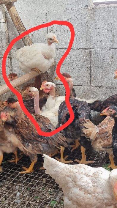 Trio branca portuguesa