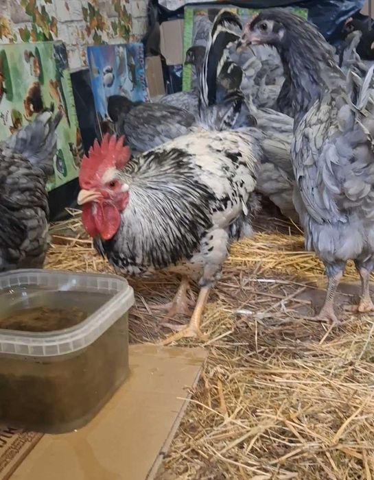 Молодi домашнi курочки