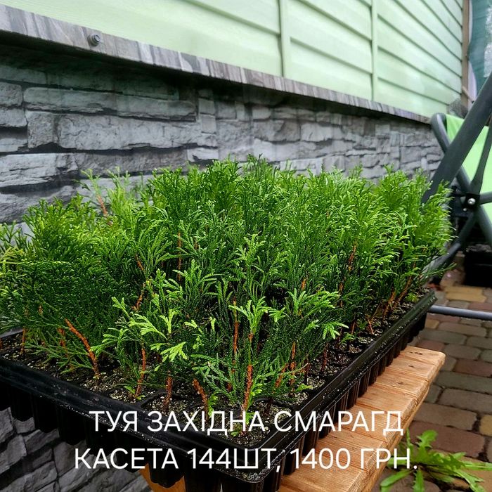 Туя Смарагд, Брабант, ялівець Блю Ерроу, Блю чіп