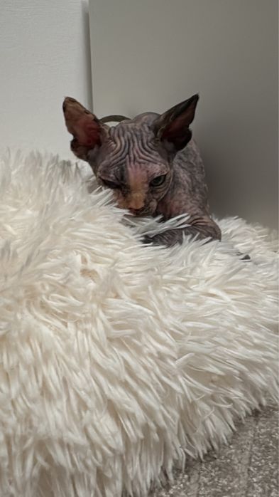 Sphynx tricolor disponivel para entrega
