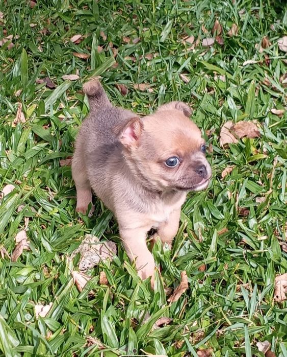 Macho chihuahua mini disponível