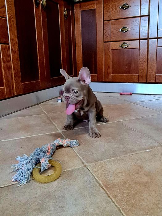 Excelente Bulldog/Bouledogue Francês de Qualidade